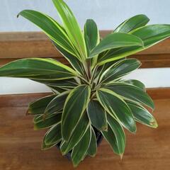 【受け渡し者決定】観葉植物の画像