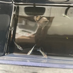 メダカ大輝の画像