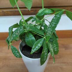 セール品◆パキラ　観葉植物の画像
