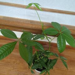 セール品◆パキラ　観葉植物の画像