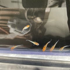 メダカあじさいの画像