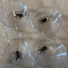 一部条件アリ無料！メタリフェルホソアカクワガタ♂単の画像