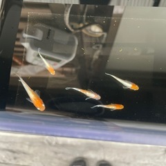 メダカダイアナの画像