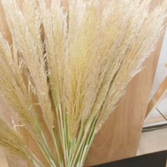 ✨ 天然　パンパスグラス　100~120cm 20本 生花 花材  ドライ 観葉 インテリア の画像