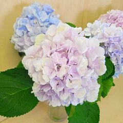 ✨ アジサイ ベレナ(パステルMIX) 6本 生花 花材  ドライ 観葉 インテリア の画像