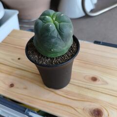 サボテン ロフォフォラの画像