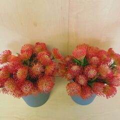 ✨30本 ピンクッション タンゴ サクセッション ネイティブ スワッグ 生花 切り花 花材の画像