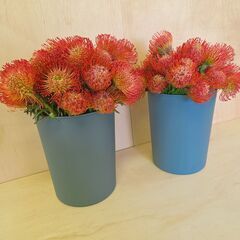 ✨30本 ピンクッション タンゴ サクセッション ネイティブ スワッグ 生花 切り花 花材の画像