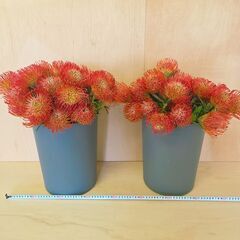 ✨30本 ピンクッション タンゴ サクセッション ネイティブ スワッグ 生花 切り花 花材の画像