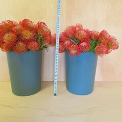 ✨30本 ピンクッション タンゴ サクセッション ネイティブ スワッグ 生花 切り花 花材の画像