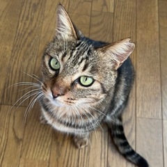 アメショ風キジトラのウリ坊