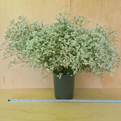 ✨50本 HBスターチス白　マルチーズ　生花　スワッグ　ドライフラワーの画像