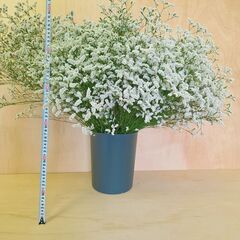 ✨50本 HBスターチス白　マルチーズ　生花　スワッグ　ドライフラワーの画像