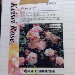 廃盤品種！希少！！　バラ苗　ウーメロ　挿し木苗の画像