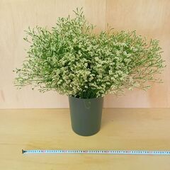 ✨50本 HBスターチス　雲海　八重咲き　ドライフラワー　スワッグの画像