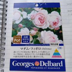 マダムフィガロ　大苗　バラ苗の画像