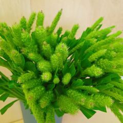 ✨100本　粟　スワッグ　ドライ　アレンジ　花束　生花　切花の画像