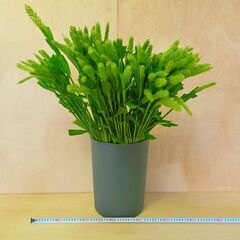 ✨100本　粟　スワッグ　ドライ　アレンジ　花束　生花　切花の画像