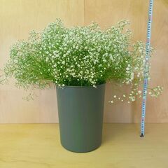 ✨100本　宿根かすみ白　カスミ草　カスミソウ　生花　ドライの画像