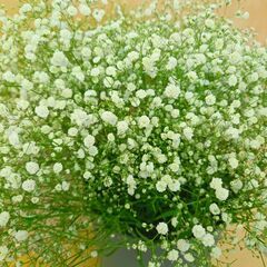 ✨100本　宿根かすみ白　カスミ草　カスミソウ　生花　ドライの画像