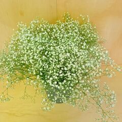 ✨100本　宿根かすみ白　カスミ草　カスミソウ　生花　ドライの画像
