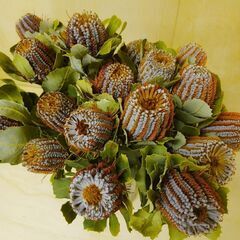 ✨10本 コクシニア ワイルドフラワー 生花 生花　インテリアの画像