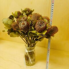 ✨10本 コクシニア ワイルドフラワー 生花 生花　インテリアの画像