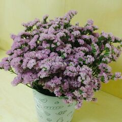 ✨スターチス ピンク 　50本　40㎝～50㎝　生花の画像
