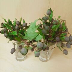 ユーカリ ベルガムナッツ 6本　実付き　生花　ドライ花材の画像