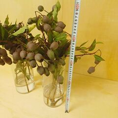 ユーカリ ベルガムナッツ 6本　実付き　生花　ドライ花材の画像