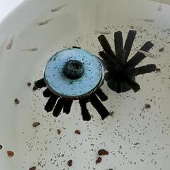 紅ほっぺメダカ(普通体型）×紅ほっぺ(ダルマ因子入りショート）若魚ワンペアの画像
