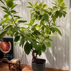 【観葉植物】フィカス・アルテシマ　ゴムの木の画像