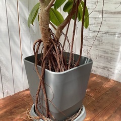 【観葉植物】フィカス・アルテシマ　ゴムの木の画像