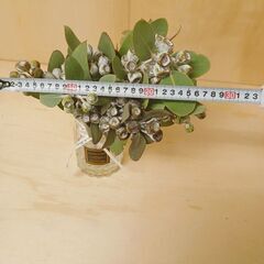 ✨ ユーカリ　テトラゴナナッツ　10本　ユーカリの実　生花　ドライフラワー　花材　スワッグ　インテリアの画像