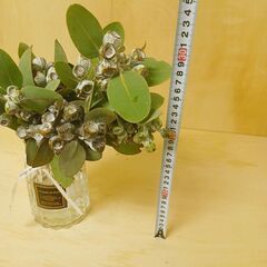 ✨ ユーカリ　テトラゴナナッツ　10本　ユーカリの実　生花　ドライフラワー　花材　スワッグ　インテリアの画像