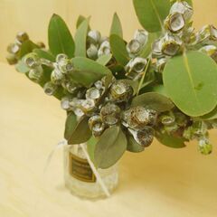 ✨ ユーカリ　テトラゴナナッツ　10本　ユーカリの実　生花　ドライフラワー　花材　スワッグ　インテリアの画像