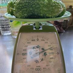 ゴーヤ370gの画像