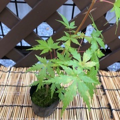 紅葉🍁もみじ苗木②の画像