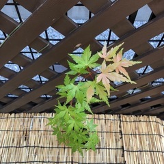 紅葉🍁もみじ苗木②の画像