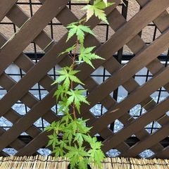 紅葉🍁もみじ苗木②の画像
