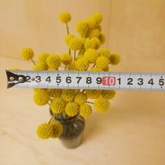 グラスペディア　40cm 25本　生花　黄色の画像