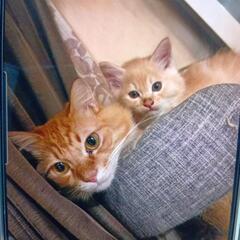 猫ちゃん 里親募集
