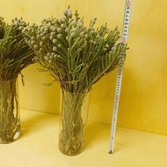 ✨ シルバー ブルニアヤング　50本　50cm ブルニア　生花　ドライの画像