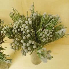 ✨ シルバー ブルニアヤング　50本　50cm ブルニア　生花　ドライの画像