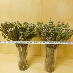 ✨ シルバー ブルニアヤング　50本　50cm ブルニア　生花　ドライの画像