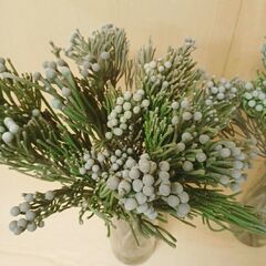 ✨ シルバー ブルニアヤング　50本　50cm ブルニア　生花　ドライの画像