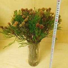 ✨ ネベリア　クラスタースター　25本　生花　スワッグ 　ネイティブの画像