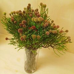 ✨ ネベリア　クラスタースター　25本　生花　スワッグ 　ネイティブの画像