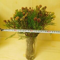 ✨ ネベリア　クラスタースター　25本　生花　スワッグ 　ネイティブの画像