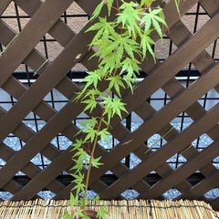 紅葉🍁もみじ苗木③の画像